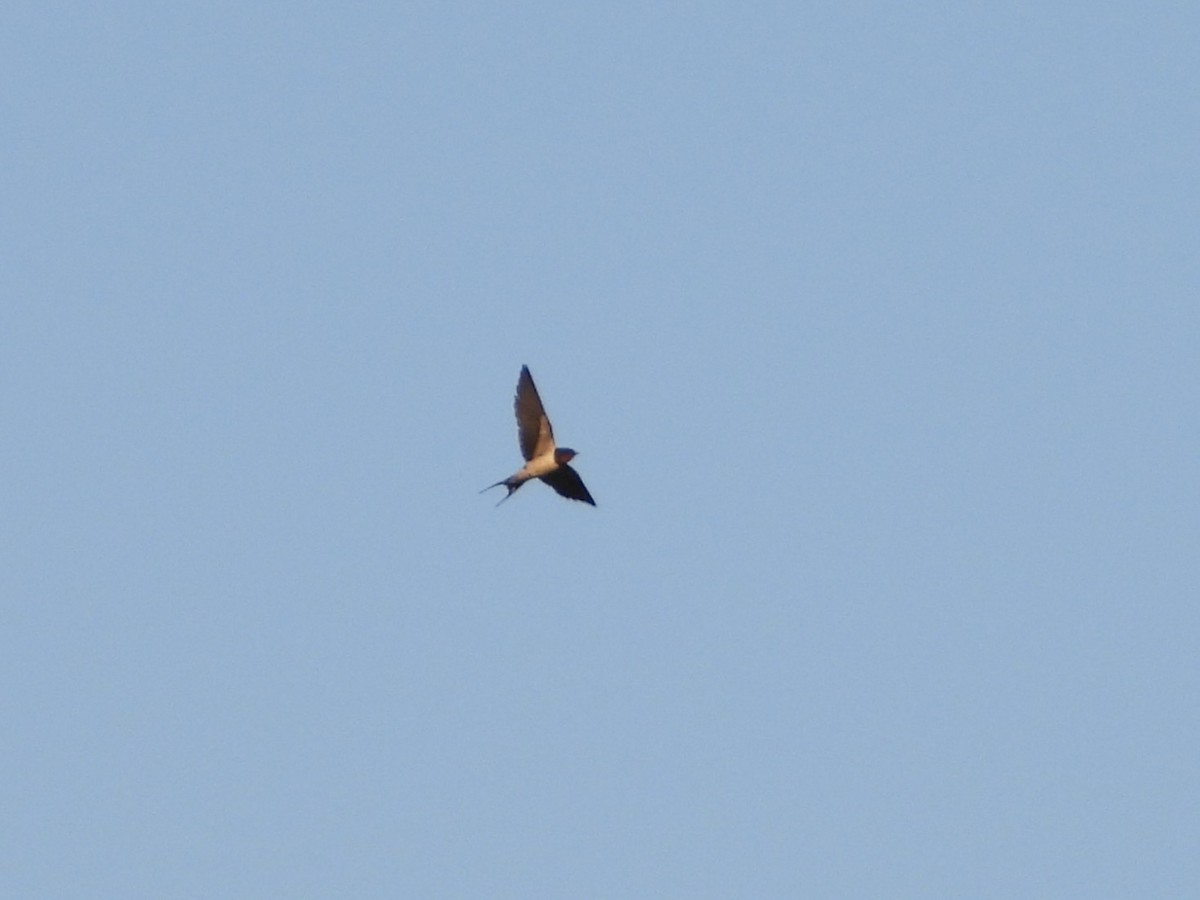 家燕 - ML652922211