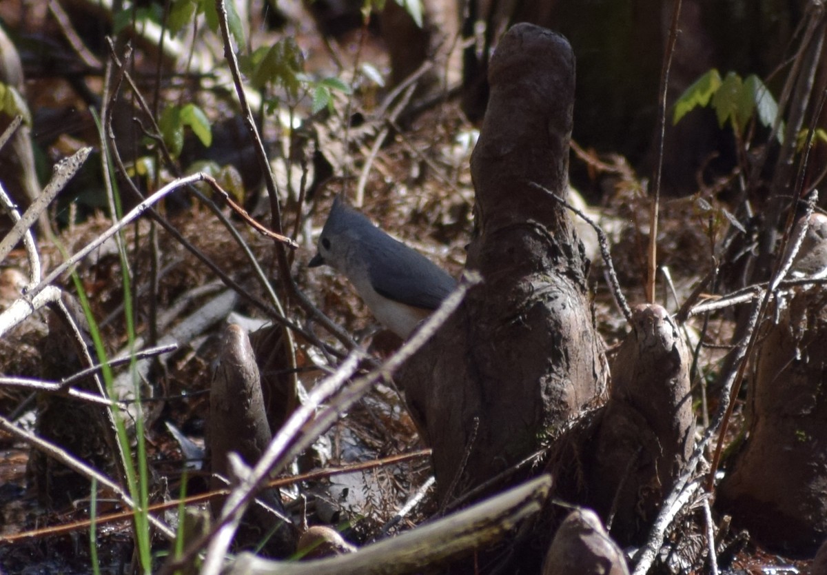Tufted Titmouse - ML652922224