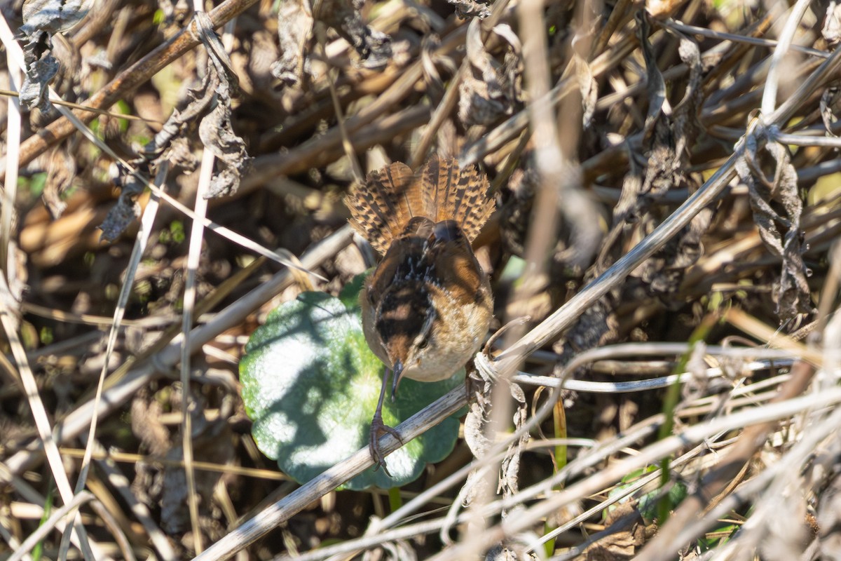 Bataklık Çıtkuşu - ML652922579