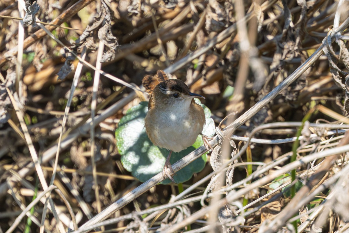 Bataklık Çıtkuşu - ML652922580