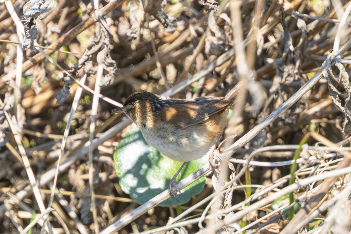 Bataklık Çıtkuşu - ML652922581