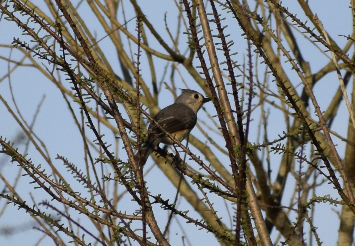 Tufted Titmouse - ML652922975