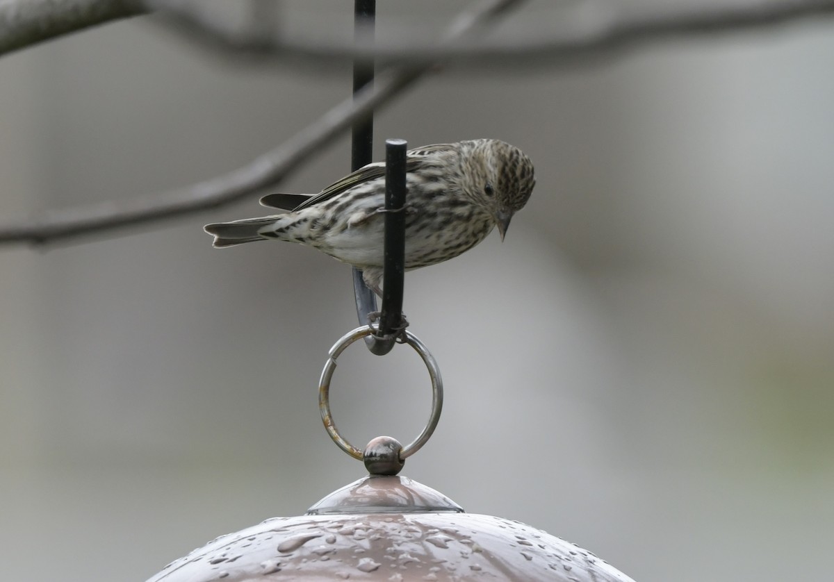 Pine Siskin - ML652923009