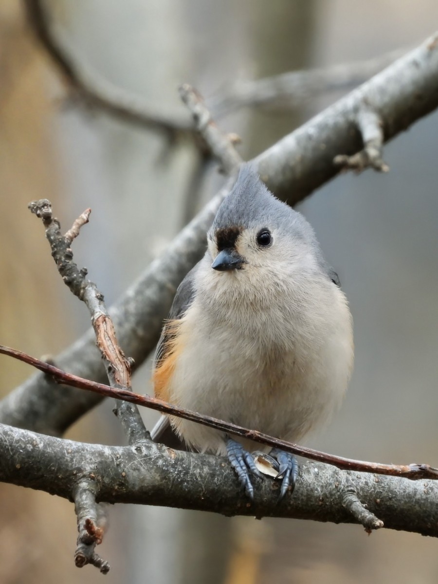 Tufted Titmouse - ML652923578