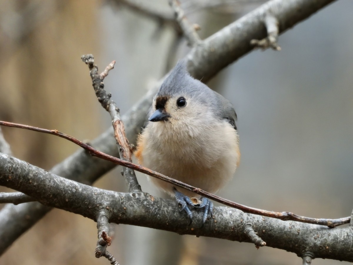 Tufted Titmouse - ML652923596