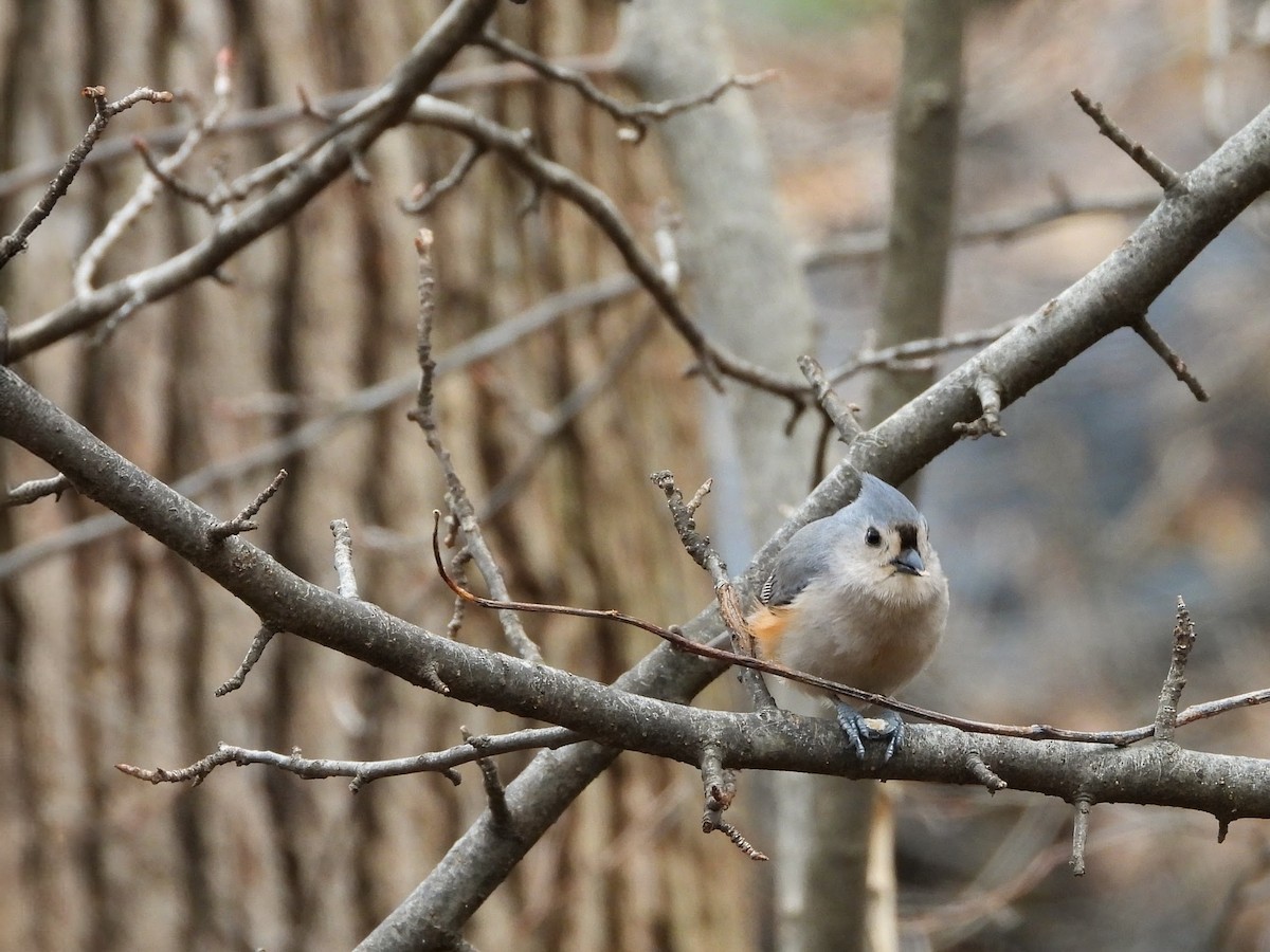 Tufted Titmouse - ML652923659