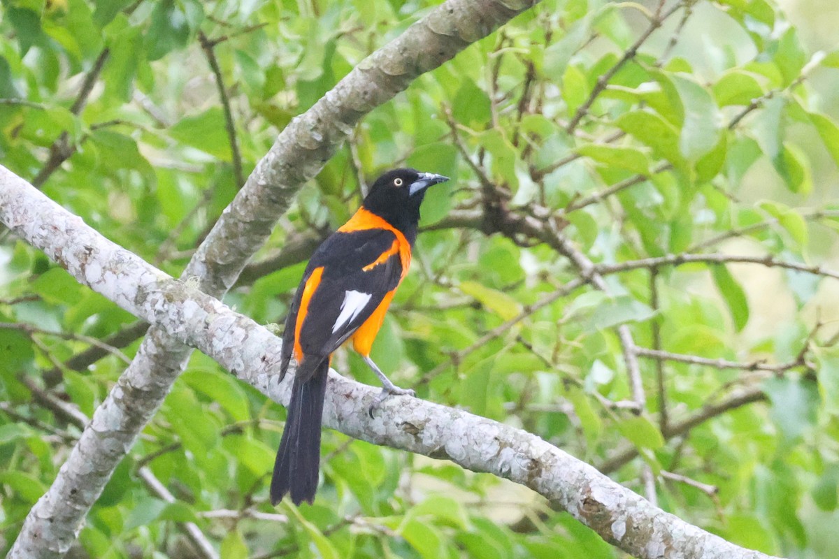 Kampo Turpiyalı - ML652924277