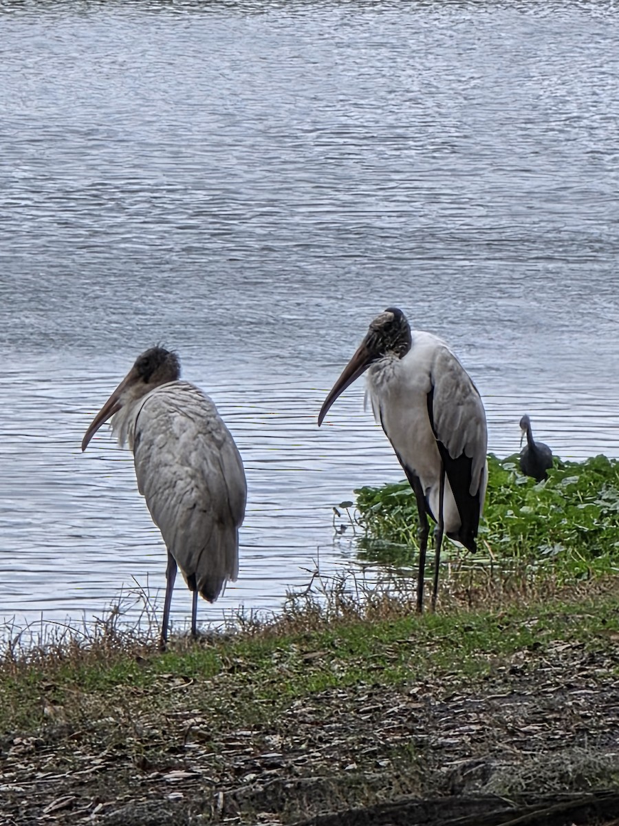 Wood Stork - ML652924306