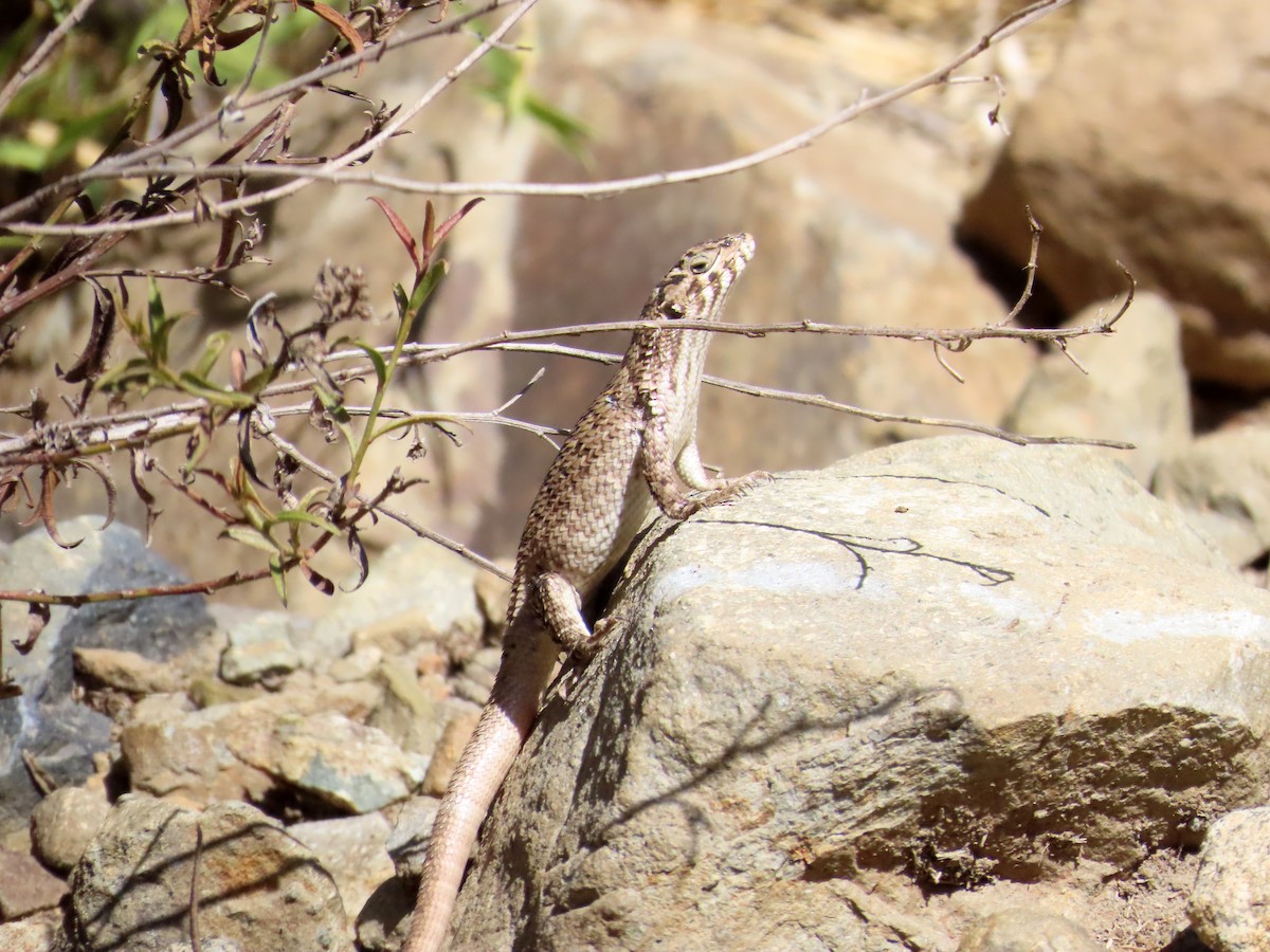 Shiny Smooth-throated Lizard - ML652924328