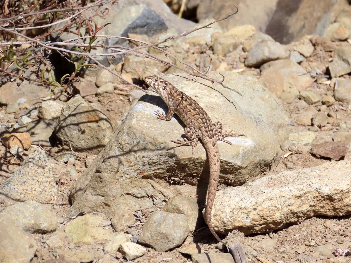 Shiny Smooth-throated Lizard - ML652924330