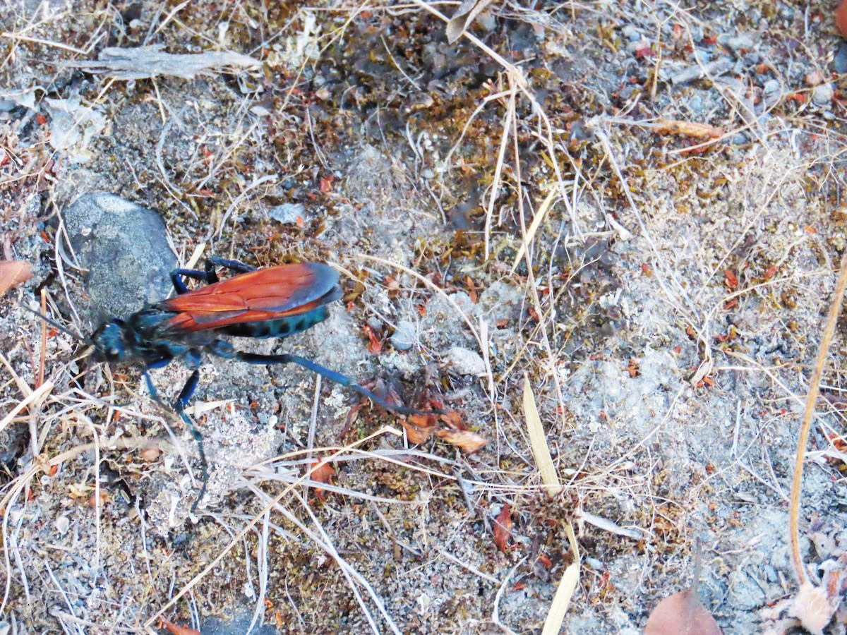 New World Tarantula-hawk Wasps - ML652924331