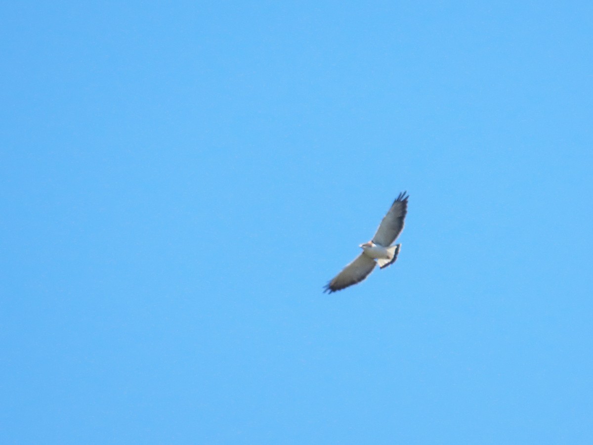 Variable Hawk - ML652924421