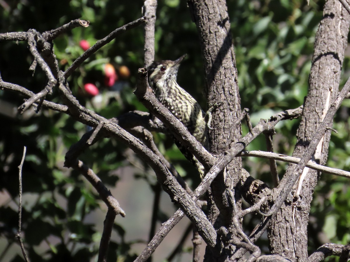 Striped Woodpecker - ML652924427