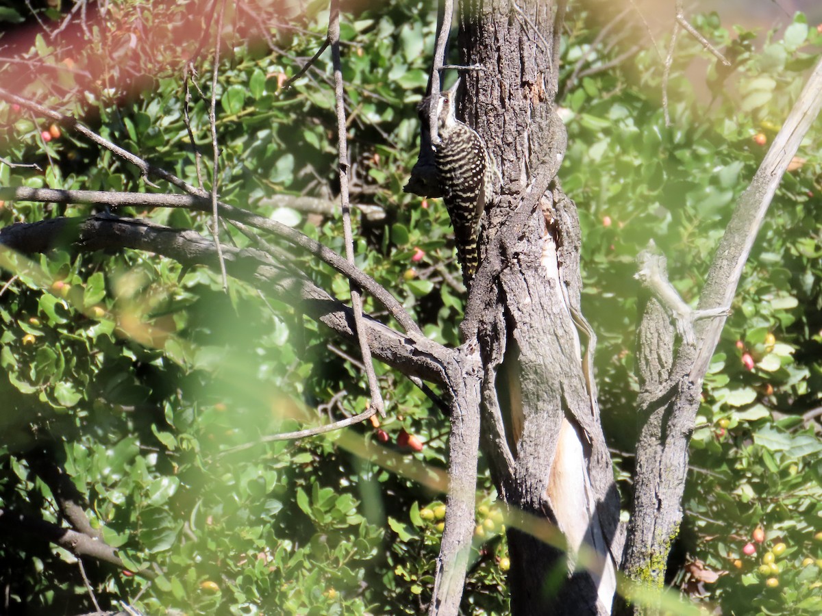 Striped Woodpecker - ML652924428