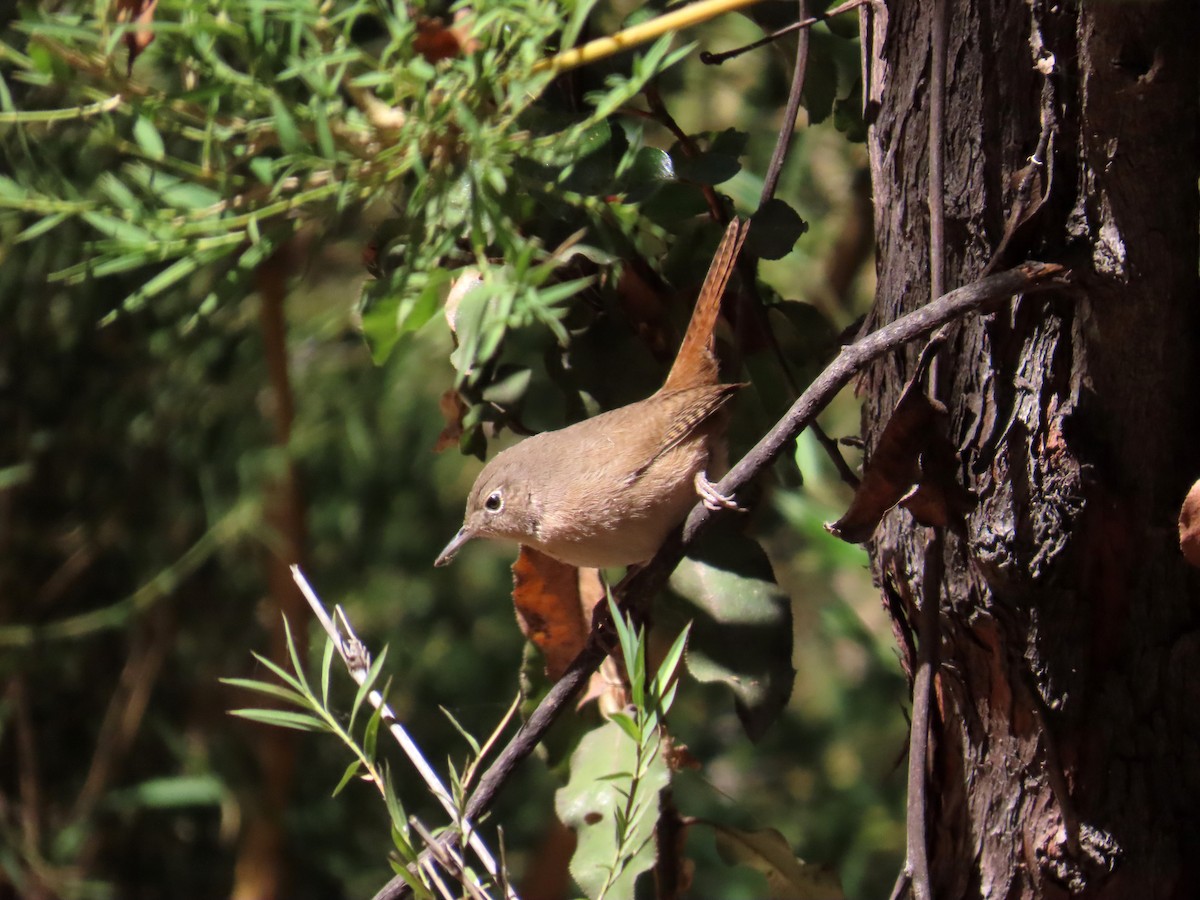 Southern House Wren - ML652924452