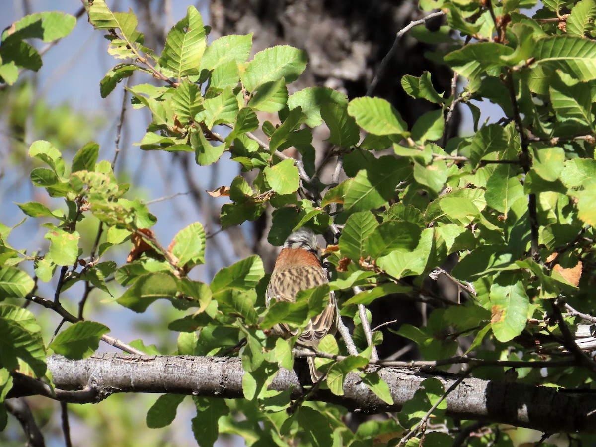 Rufous-collared Sparrow - ML652924466