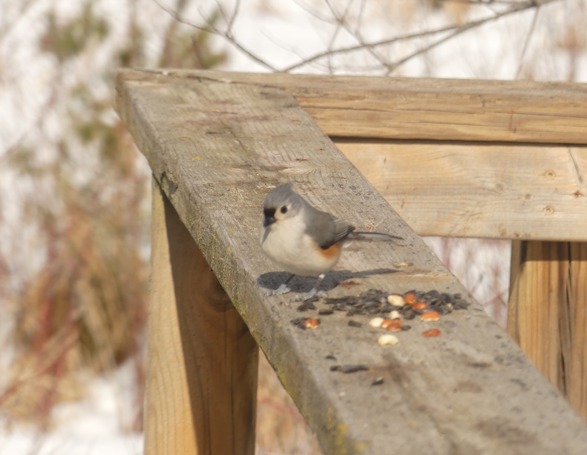Tufted Titmouse - ML652925138