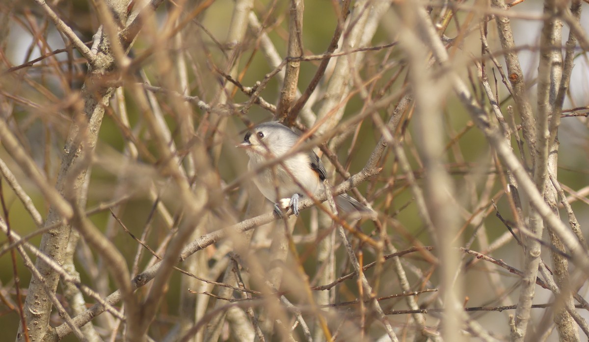 Tufted Titmouse - ML652925139