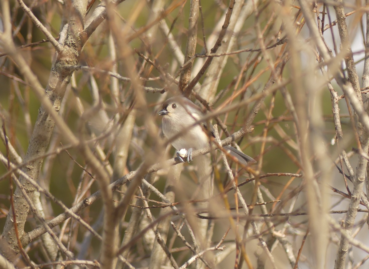 Tufted Titmouse - ML652925140