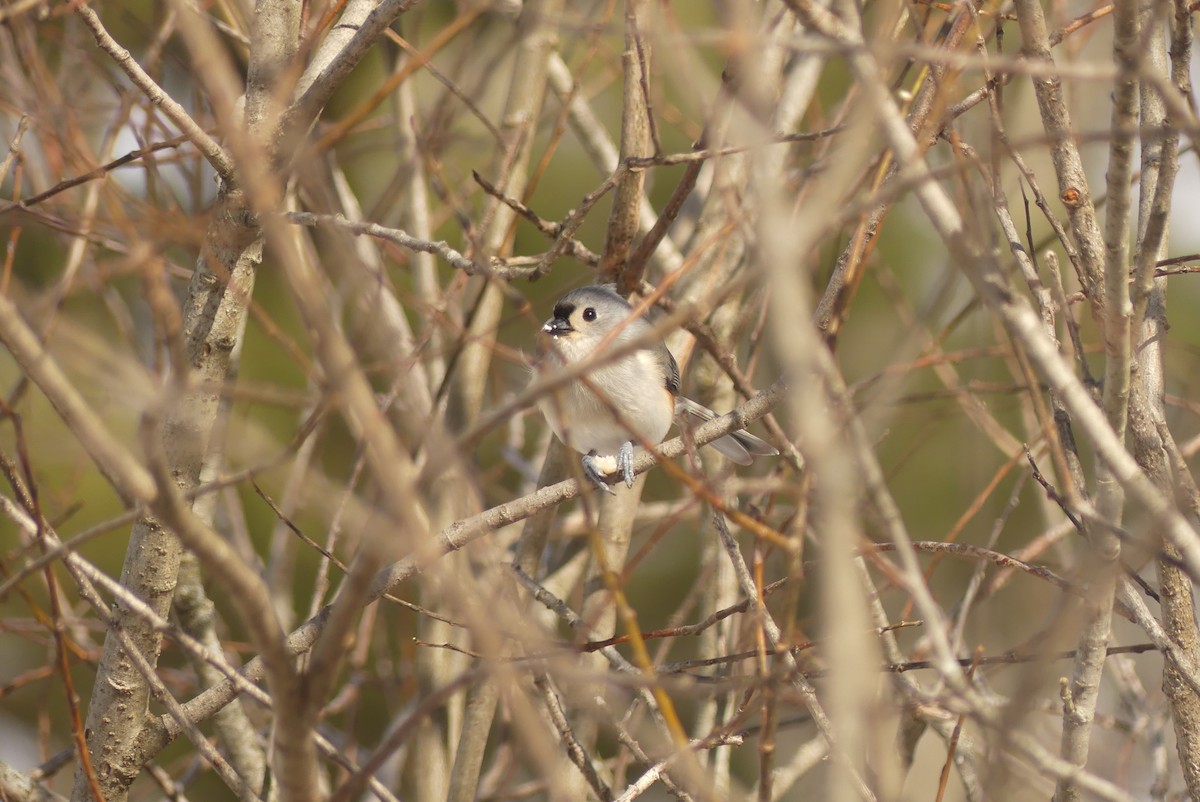 Tufted Titmouse - ML652925141