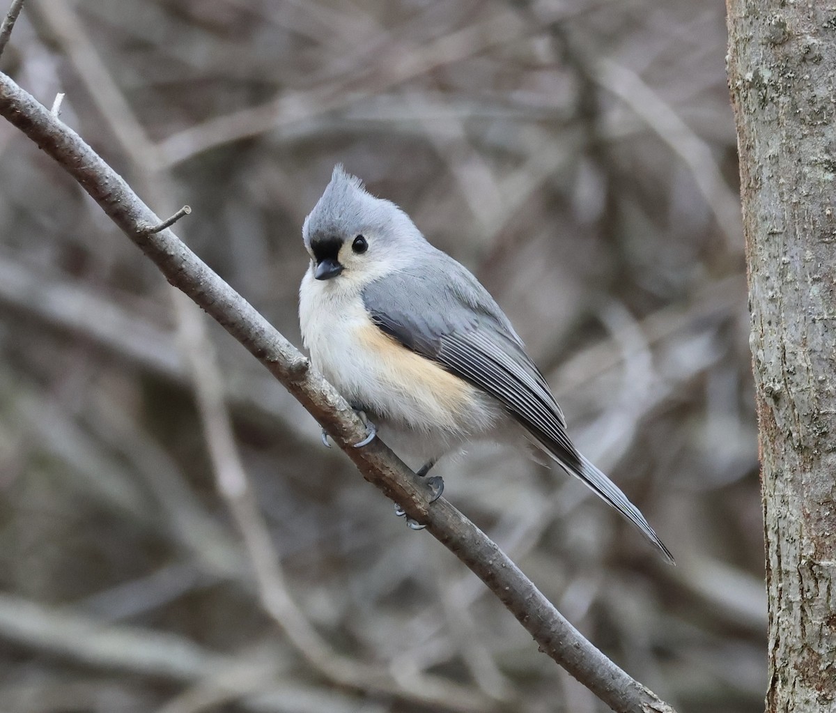 Tufted Titmouse - ML652925172
