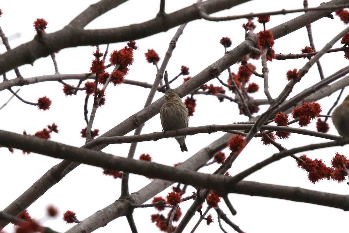 Pine Siskin - ML652925404