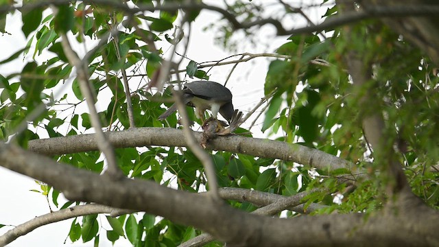 Shikra - ML652925789