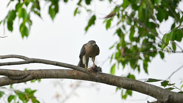 Shikra - ML652925794