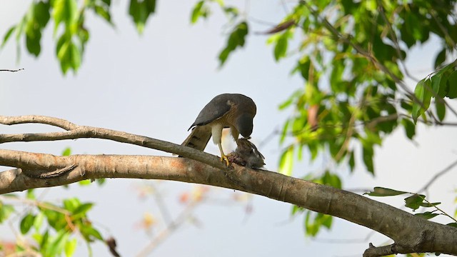 Shikra - ML652925795