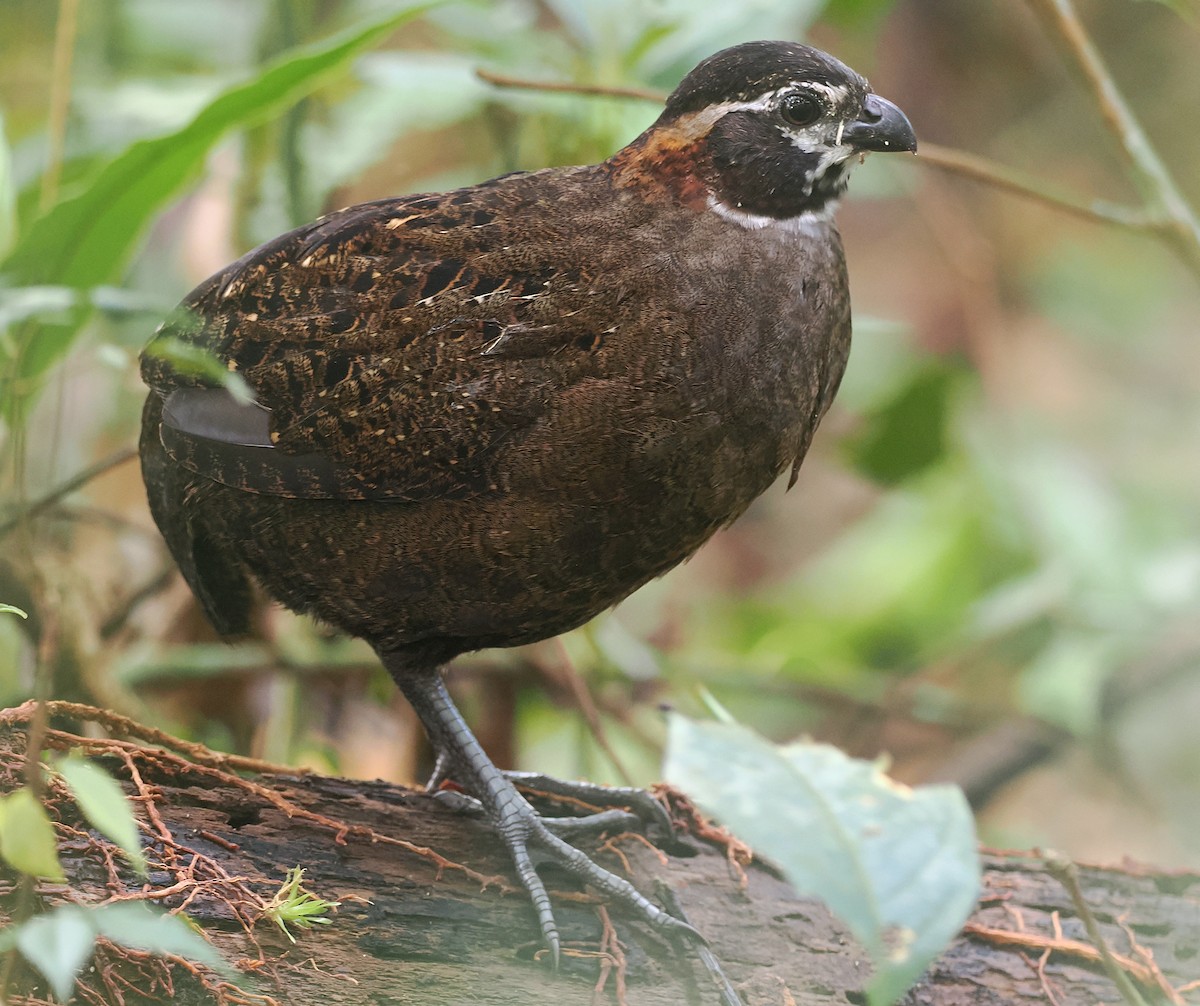 Tacarcuna Wood-Quail - ML652925850
