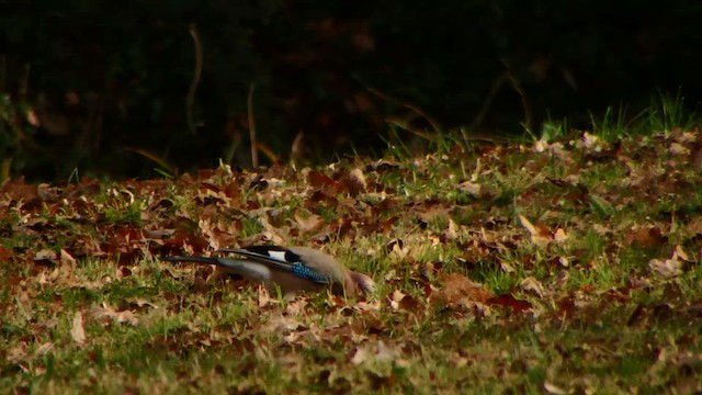 עורבני - ML652925856