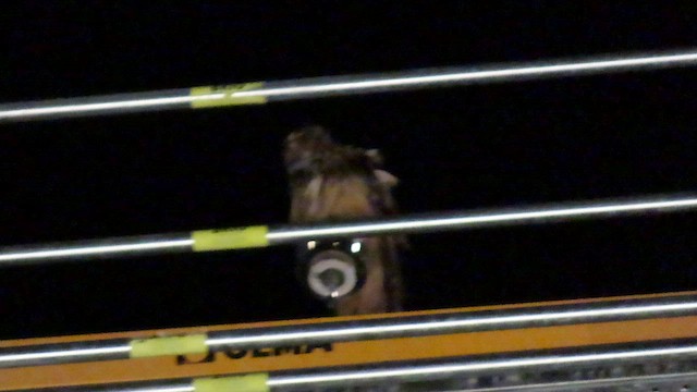 Eurasian Eagle-Owl - ML652925903