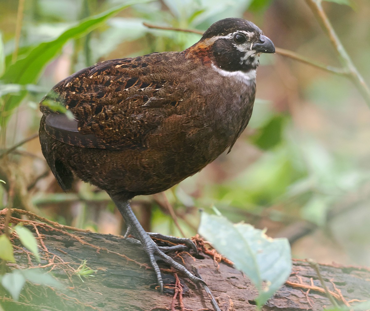 Tacarcuna Wood-Quail - ML652925908