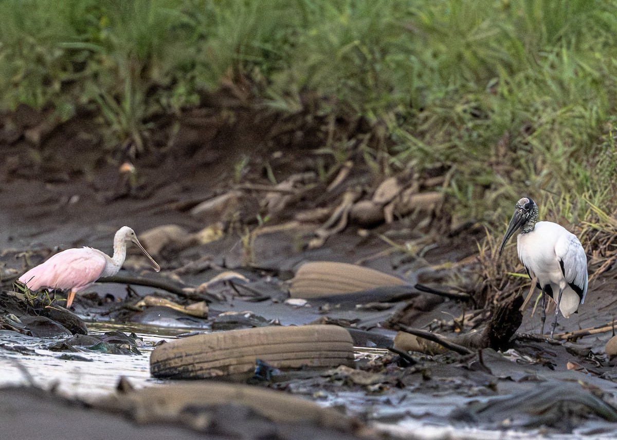 Wood Stork - ML652925975