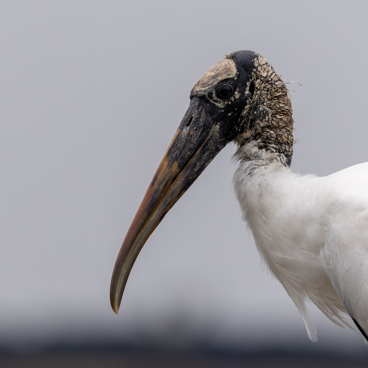 Wood Stork - ML652926013