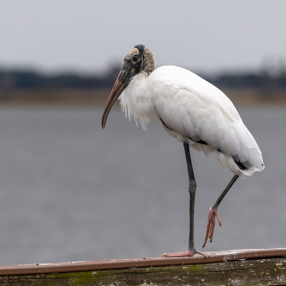 Wood Stork - ML652926014