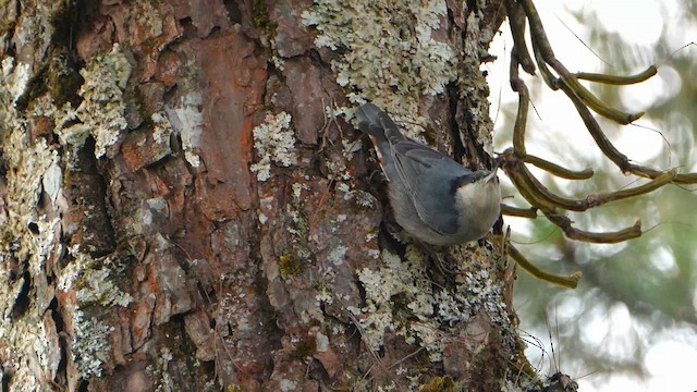 Giant Nuthatch - ML652926077