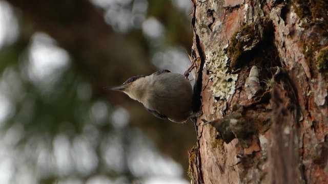 Giant Nuthatch - ML652926078