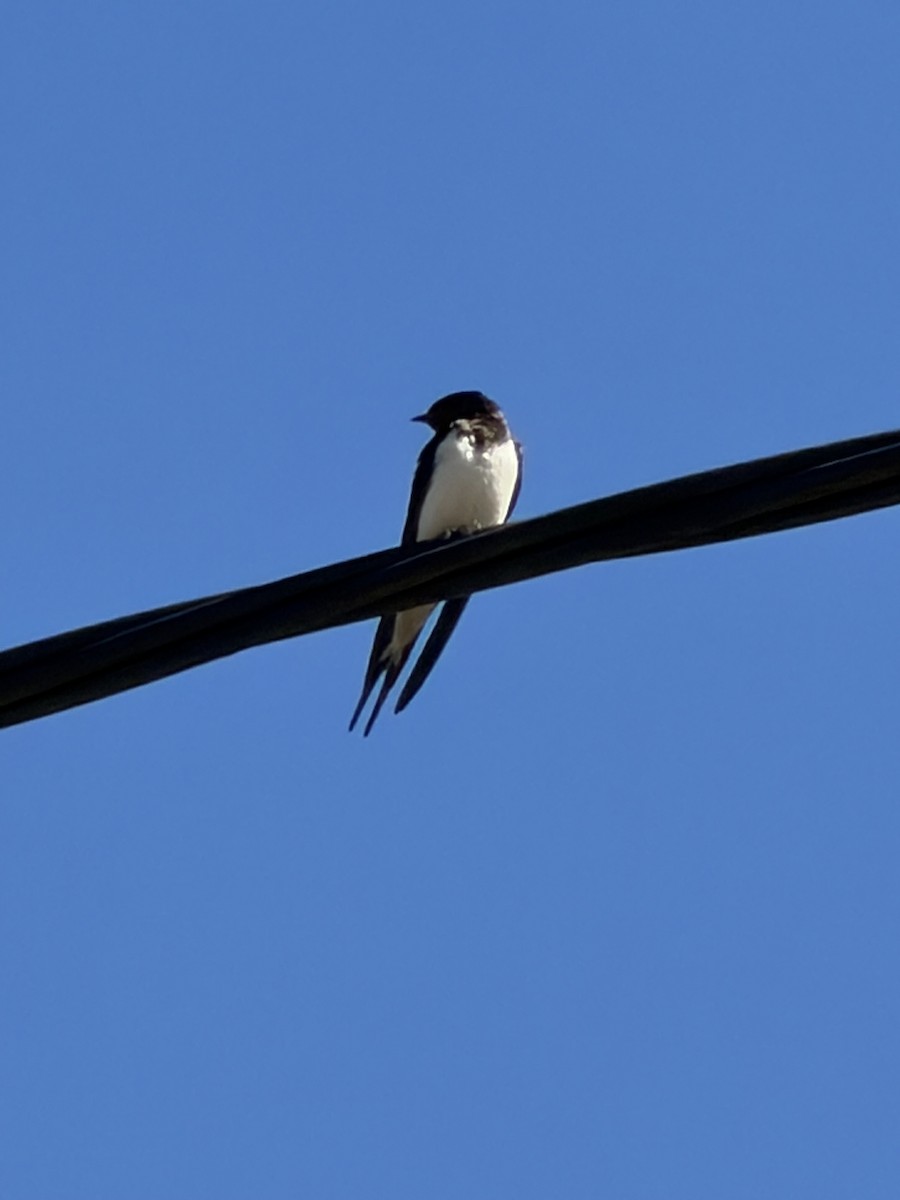 家燕 - ML652926164