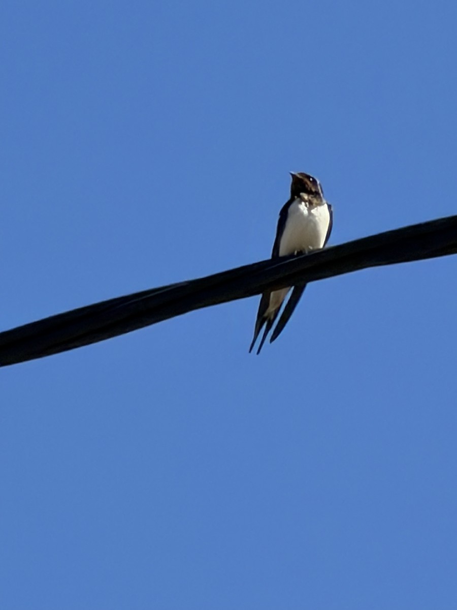 家燕 - ML652926165