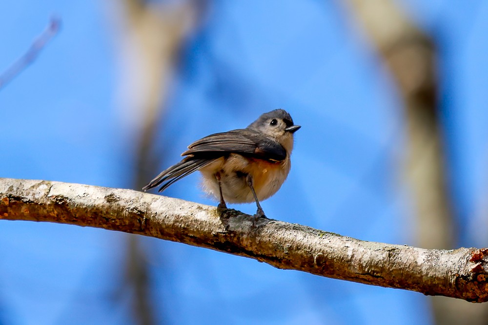 Tufted Titmouse - ML652926222