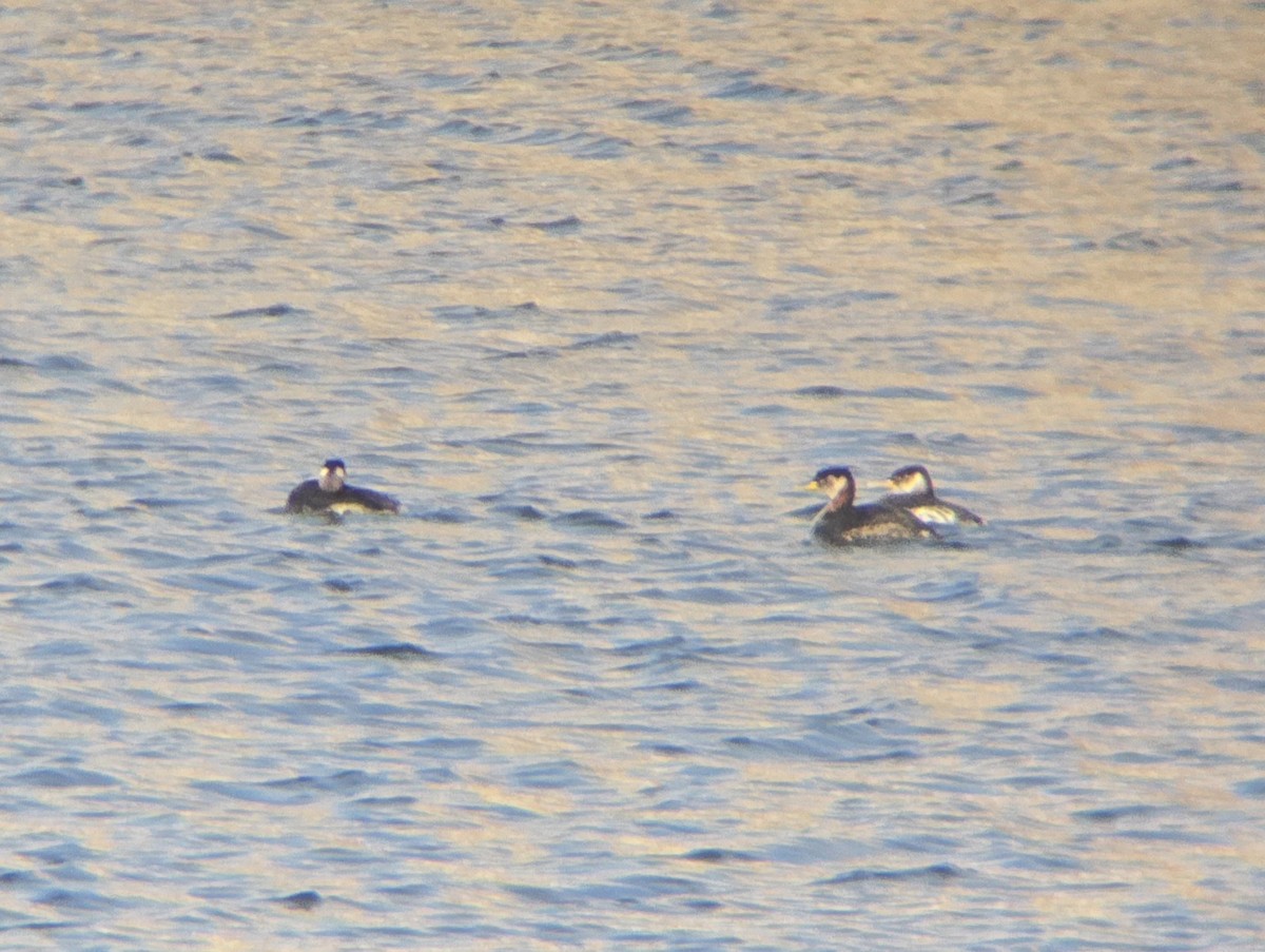 Red-necked Grebe - ML652926262