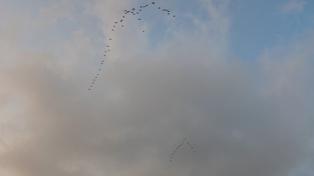 Great Cormorant - ML652926265