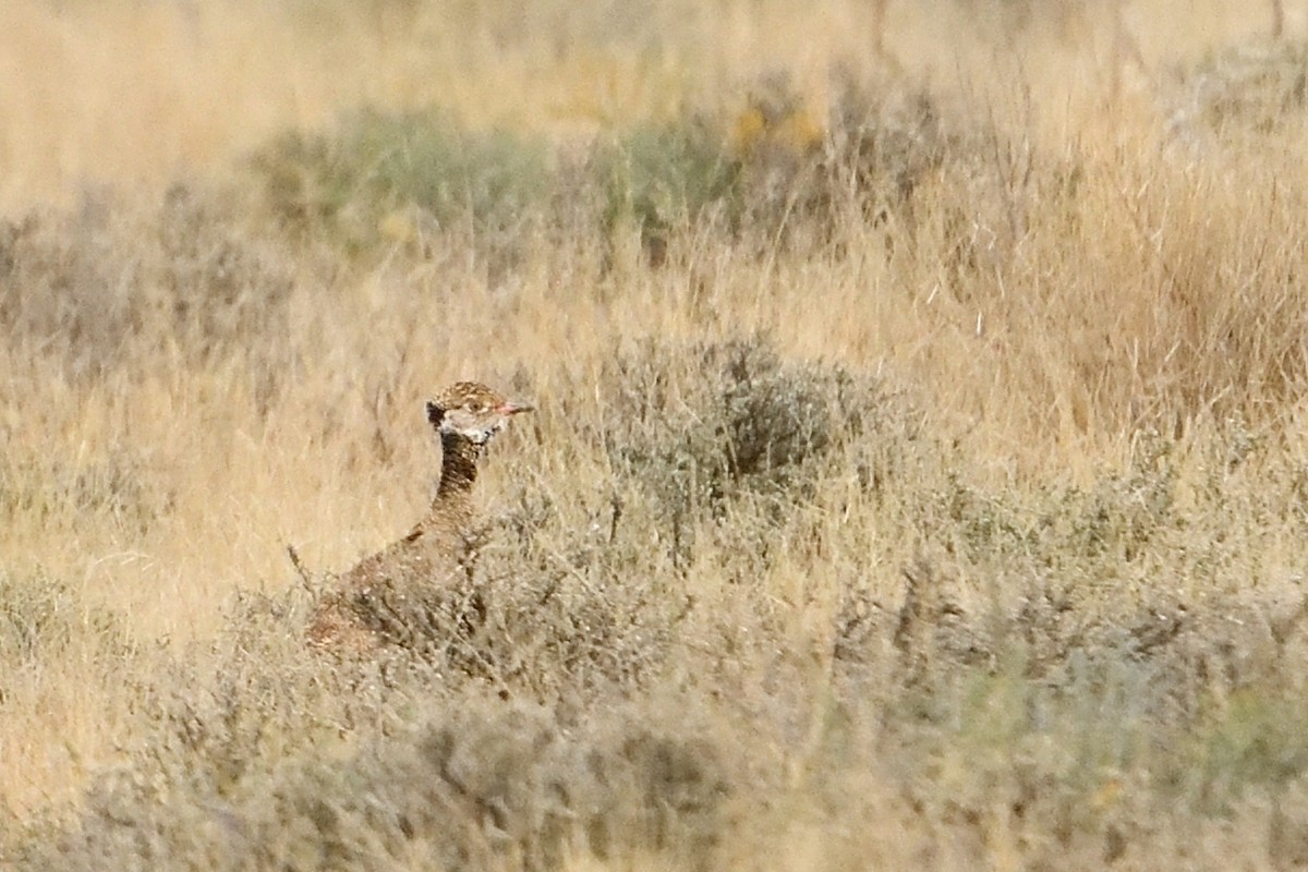 Белокрылый корхан - ML652926559