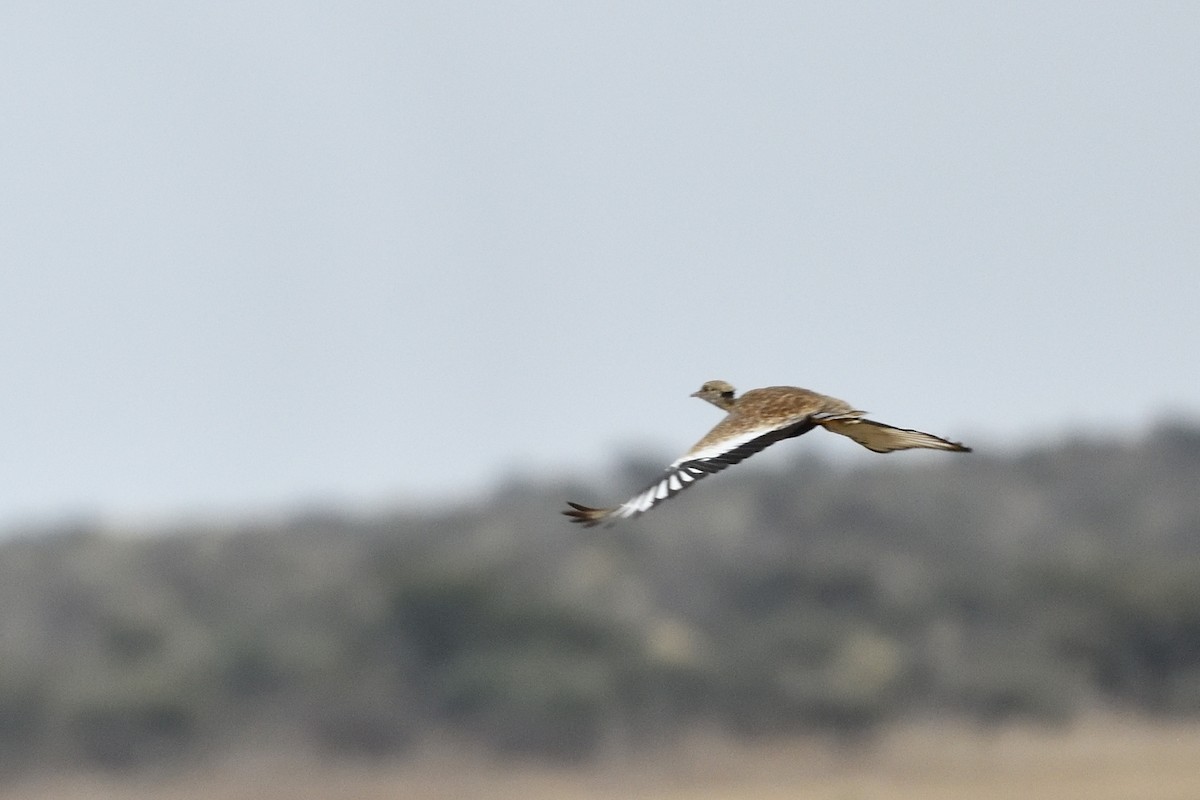 Белокрылый корхан - ML652926601