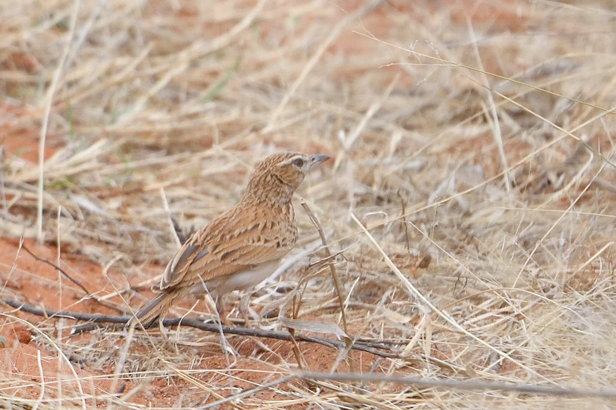 skřivan plavý [skupina africanoides] - ML652926832