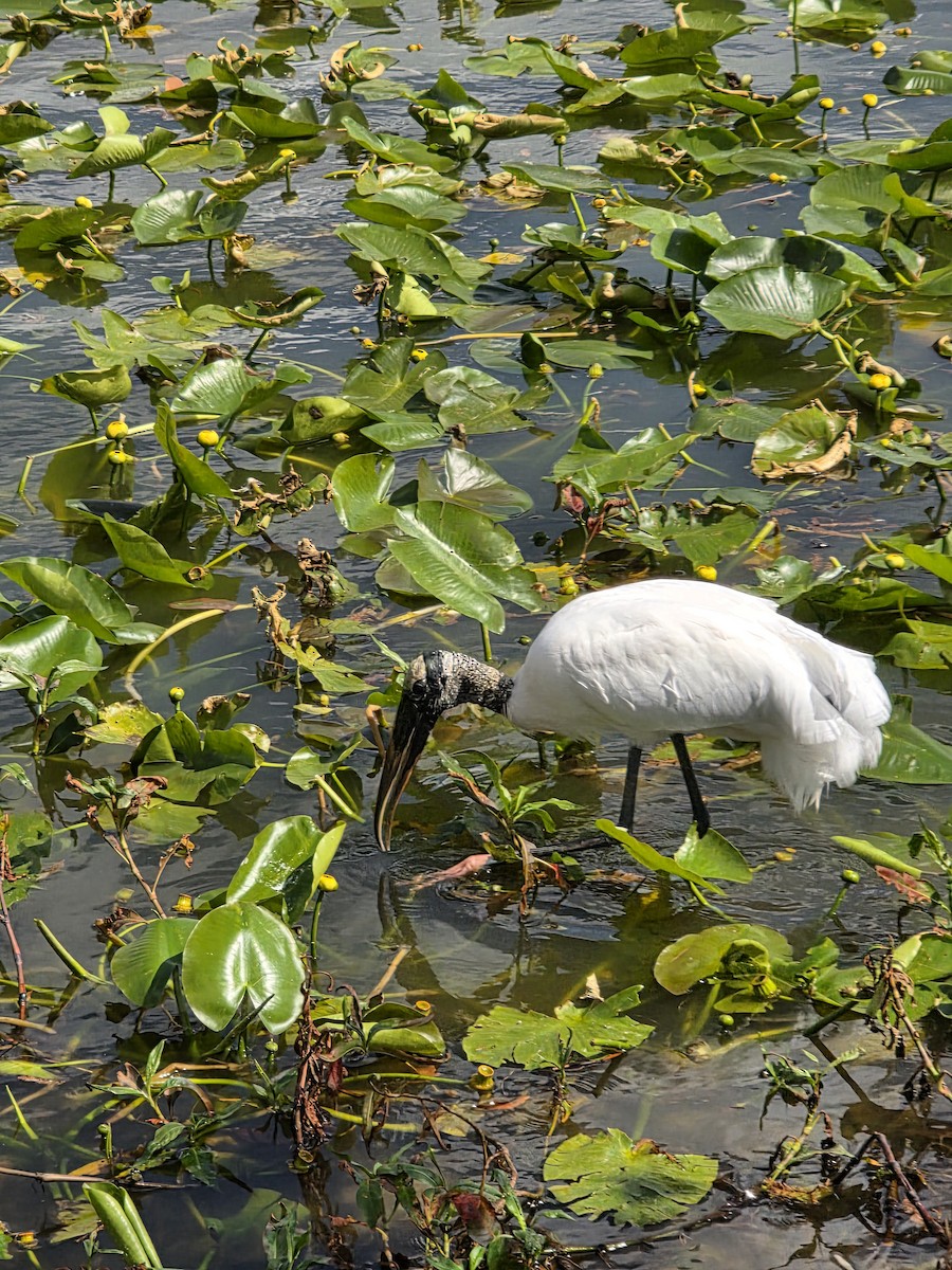 Wood Stork - ML652926842