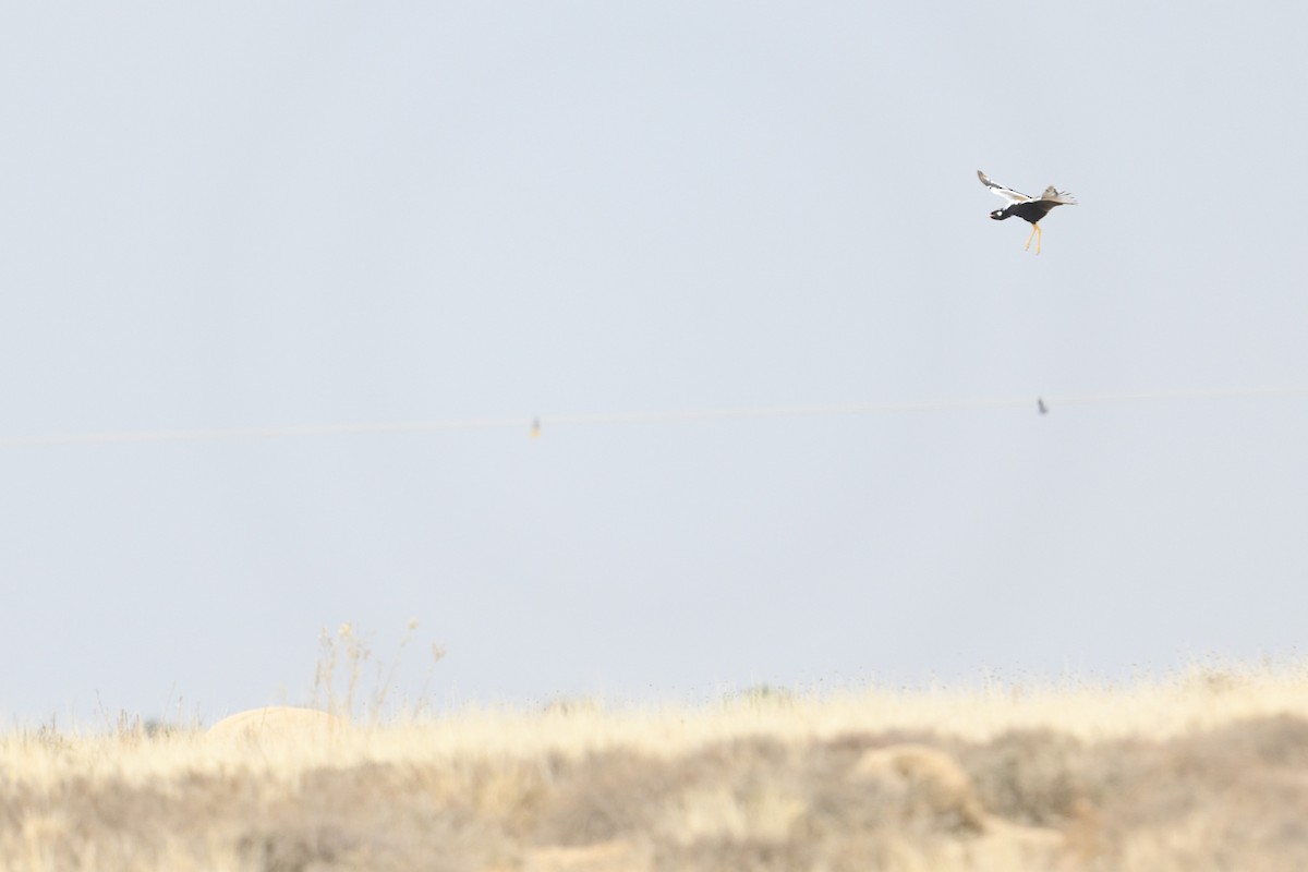 Белокрылый корхан - ML652926900