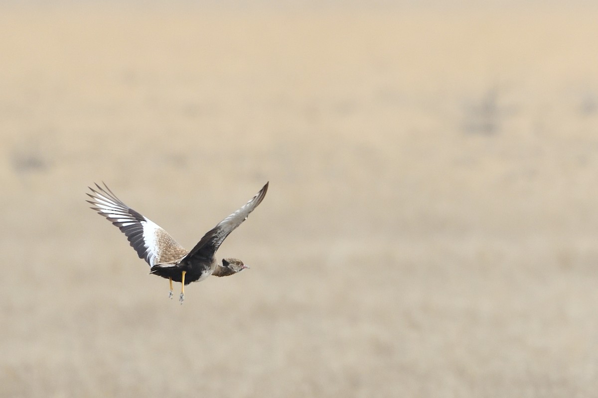 Белокрылый корхан - ML652926935