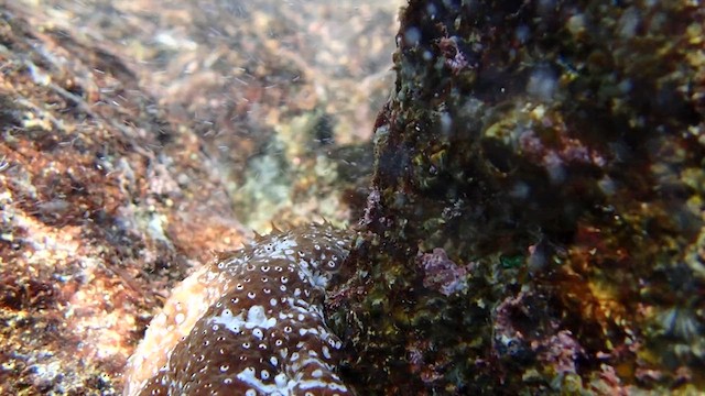 Animals - ML652927029